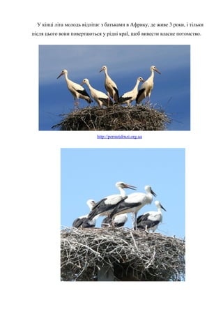 У кінці літа молодь відлітає з батьками в Африку, де живе 3 роки, і тільки
після цього вони повертаються у рідні краї, щоб вивести власне потомство.
http://pernatidruzi.org.ua
 