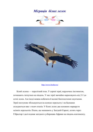 Міграція білих лелек
http://www.fresher.ru/
Білий лелека — перелітний птах. У серпні зграї, керуючись інстинктом,
починають тягнутися на південь. У нас зграї звичайно нараховують від 2-3 до
сотні лелек. Але іноді можна побачити й великі багатосотенні скупчення.
Зграї поступово збільшуються на шляхах перельоту і на Балканах
складаються вже з тисяч птахів. У білих лелек два основних маршрути
осінніх перельотів. Птахи, що мешкають у Західній Європі, летять через
Гібралтар і далі вздовж західного узбережжя Африки на південь континенту.
 