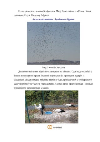 Східні лелеки летять над Босфором в Малу Азію, звідти – в Єгипет і над
долиною Нілу в Південну Африку.
Лелеки відлітають з Ізраілю до Африки
http:// www in.isra.com
Далеко не всі птахи відлітають зимувати на південь. Одні надто слабкі, у
інших пошкоджені крила, і єдиний порятунок їм приносить зустріч із
людиною. Люди нерідко рятують птахів із біди, приносячи їх у зоопарки або
даючи прихисток у себе в господарстві. Лелеки легко приручаються і іноді до
кінця життя залишаються у хазяїв.
 
