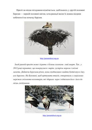 Приліт на місця гніздування відмічається, здебільшого, у другій половині
березня — першій половині квітня, хоча ранньої весни їх можна місцями
побачити й на початку березня.
http://pernatidruzi.org.ua
Іноді ранній приліт може зіграти з білими лелеками злий жарт. Так , у
2013 році пернатих, що повернулися з вирію, зустріли морози і снігові
замети. Дибаючи берегами річок, вони сподівалияся знайти бодай якусь їжу,
але даремно. На Буковині, щоб врятувати птахів, створювали у соціальних
мережах спільноти волонтерів, які збирали корм і підвозили його його до
місць гніздування.
http://pernatidruzi.org.ua
 