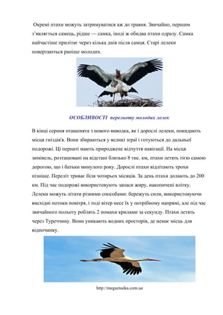 Окремі птахи можуть затримуватися аж до травня. Звичайно, першим
з’являється самець, рідше — самка, іноді ж обидва птахи одразу. Самка
найчастіше прилітає через кілька днів після самця. Старі лелеки
повертаються раніше молодих.
ОСОБЛИВОСТІ перельоту молодих лелек
В кінці серпня пташенята з нового виводка, як і дорослі лелеки, покидають
місця гніздів'я. Вони збираються у великі зграї і готуються до дальньої
подорожі. Ці пернаті мають природжене відчуття навігації. На місця
зимівель, розташовані на відстані близько 8 тис. км, птахи летять тією самою
дорогою, що і батьки минулого року. Дорослі птахи відлітають трохи
пізніше. Переліт триває біля чотирьох місяців. За день птахи долають до 200
км. Під час подорожі використовують запаси жиру, накопичені влітку.
Лелеки можуть літати різними способами: бережуть сили, використовуючи
висхідні потоки повітря, і тоді вітер несе їх у потрібному напрямі, але під час
звичайного польоту роблять 2 помахи крилами за секунду. Птахи летять
через Туреччину. Вони уникають водних просторів, де немає місць для
відпочинку.
http://megaznaika.com.ua
 