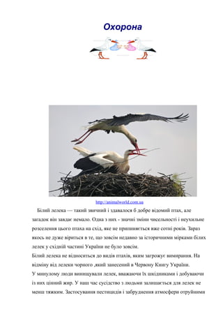 Охорона
http://animalworld.com.ua
Білий лелека — такий звичний і здавалося б добре відомий птах, але
загадок він завдає немало. Одна з них - значні зміни чисельності і неухильне
розселення цього птаха на схід, яке не припиняється вже сотні років. Зараз
якось не дуже віриться в те, що зовсім недавно за історичними мірками білих
лелек у східній частині України не було зовсім.
Білий лелека не відноситься до видів птахів, яким загрожує вимирання. На
відміну від лелеки чорного ,який занесений в Червону Книгу України.
У минулому люди винищували лелек, вважаючи їх шкідниками і добуваючи
із них цінний жир. У наш час сусідство з людьми залишається для лелек не
менш тяжким. Застосування пестицидів і забруднення атмосфери отруйними
 
