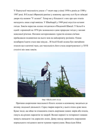 У Португалії чисельність упала з 7 тисяч пар у кінці 1950-х років до 1500 у
1987 році. В Ельзасі (Франція) раніше у кожному другому селі були заїжджі
двори під назвою "У лелеки". Тепер же у більшості з них про цих птахів
нагадують лише старі вивіски. У Швейцарії у 1949 році опустіло останнє
гніздо. Зовсім перестав лелека гніздитися в Південній Швеції. У Бельгії в
одній з провінцій на 1974 рік залишалося єдине природне гніздо у заплаві
невеликої річечки. Натовпи моторизованих туристів цілими сім'ями
приїжджали подивитися на нього мов на найдорожчу реліквію. Однак
незабаром їздити стало вже нікуди... В Італії білий лелека був звичайним
птахом ще в античні часи, але чисельність його стала скорочуватися і у XVII
столітті він зник зовсім.
http://shkola.ostriv.in.ua
Причини скорочення чисельності білого лелеки в основному зводяться до
впливу людської діяльності. Серед тварин ворогів у цього птаха дуже мало.
Буває іноді, що яйця чи пташенята стають жертвами хижих звірів або птахів,
гинуть від різних паразитів чи хвороб. Великі пернаті та чотириногі хижаки
можуть нападати і на дорослих лелек. Деяку шкоду приносить порушення
нормального гніздового життя чужими чорногузами. Внаслідок бійок
 