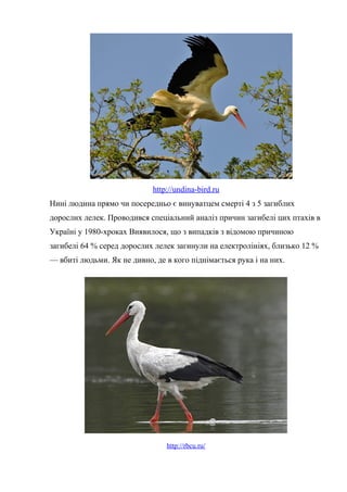 http://undina-bird.ru
Нині людина прямо чи посередньо є винуватцем смерті 4 з 5 загиблих
дорослих лелек. Проводився спеціальний аналіз причин загибелі цих птахів в
Україні у 1980-хроках Виявилося, що з випадків з відомою причиною
загибелі 64 % серед дорослих лелек загинули на електролініях, близько 12 %
— вбиті людьми. Як не дивно, де в кого піднімається рука і на них.
http://rbcu.ru/
 