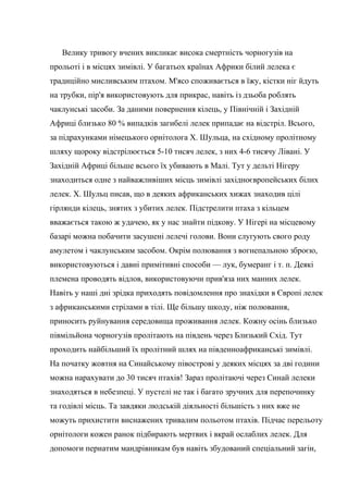 Велику тривогу вчених викликає висока смертність чорногузів на
прольоті і в місцях зимівлі. У багатьох країнах Африки білий лелека є
традиційно мисливським птахом. М'ясо споживається в їжу, кістки ніг йдуть
на трубки, пір'я використовують для прикрас, навіть із дзьоба роблять
чаклунські засоби. За даними повернення кілець, у Північній і Західній
Африці близько 80 % випадків загибелі лелек припадає на відстріл. Всього,
за підрахунками німецького орнітолога X. Шульца, на східному пролітному
шляху щороку відстрілюється 5-10 тисяч лелек, з них 4-6 тисячу Лівані. У
Західній Африці більше всього їх убивають в Малі. Тут у дельті Нігеру
знаходиться одне з найважливіших місць зимівлі західноєвропейських білих
лелек. X. Шульц писав, що в деяких африканських хижах знаходив цілі
гірлянди кілець, знятих з убитих лелек. Підстрелити птаха з кільцем
вважається такою ж удачею, як у нас знайти підкову. У Нігері на місцевому
базарі можна побачити засушені лелечі голови. Вони слугують свого роду
амулетом і чаклунським засобом. Окрім полювання з вогнепальною зброєю,
використовуються і давні примітивні способи — лук, бумеранг і т. п. Деякі
племена проводять відлов, використовуючи прив'яза них манних лелек.
Навіть у наші дні зрідка приходять повідомлення про знахідки в Європі лелек
з африканськими стрілами в тілі. Ще більшу шкоду, ніж полювання,
приносить руйнування середовища проживання лелек. Кожну осінь близько
півмільйона чорногузів пролітають на південь через Близький Схід. Тут
проходить найбільший їх пролітний шлях на південноафриканські зимівлі.
На початку жовтня на Синайському півострові у деяких місцях за дві години
можна нарахувати до 30 тисяч птахів! Зараз пролітаючі через Синай лелеки
знаходяться в небезпеці. У пустелі не так і багато зручних для перепочинку
та годівлі місць. Та завдяки людській діяльності більшість з них вже не
можуть прихистити виснажених тривалим польотом птахів. Підчас перельоту
орнітологи кожен ранок підбирають мертвих і вкрай ослаблих лелек. Для
допомоги пернатим мандрівникам був навіть збудований спеціальний загін,
 
