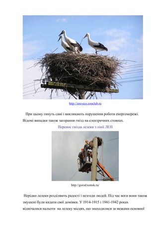 http://zoo-eco.zooclub.ru
При цьому гинуть самі і викликають порушення роботи енергомережі.
Відомі випадки також загорання гнізд на електричних стовпах.
Перенос гнізда лелеки з лінії ЛЕП
http://gorod.tomsk.ru/
Нерідко лелеки розділяють радості і незгоди людей. Під час воєн вони також
змушені були кидати свої домівки. У 1914-1915 і 1941-1942 роках
відмічалися нальоти на лелеку місцях, що знаходилися за межами основної
 