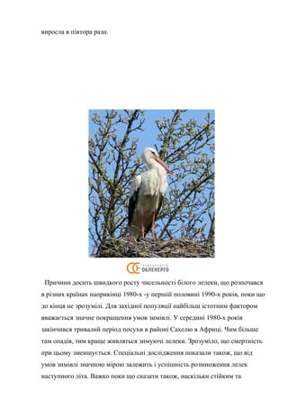 виросла в півтора рази.
Причини досить швидкого росту чисельності білого лелеки, що розпочався
в різних країнах наприкінці 1980-х -у першій половині 1990-х років, поки що
до кінця не зрозумілі. Для західної популяції найбільш істотним фактором
вважається значне покращення умов зимівлі. У середині 1980-х років
закінчився тривалий період посухи в районі Сахелю в Африці. Чим більше
там опадів, тим краще живляться зимуючі лелеки. Зрозуміло, що смертність
при цьому зменшується. Спеціальні дослідження показали також, що від
умов зимівлі значною мірою залежить і успішність розмноження лелек
наступного літа. Важко поки що сказати також, наскільки стійким та
 