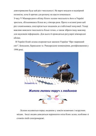 довготривалим буде цей ріст чисельності. Не варто впадати в надмірний
оптимізм, хоча й причин для розпачу на щастя поменшало.
З часу V Міжнародного обліку білого лелеки чисельність його в Україні
зростала, збільшившись більш як у півтора рази. Проте в останні роки цей
ріст сповільнився, спостерігається тенденція до стабілізації популяції. Тепер
важливо вияснити чисельність більш точно, а також зібрати іншу важливу
для науковців інформацію. Для цього й проводяться регулярні міжнародні
обліки.
В Україні білий лелека охороняється законом України “Про тваринний
світ”, Бонською, Бернською та Рамсарською конвенціями, ратифікованими у
1996 році.
Житло лелеки поруч з людиною
Лелеки оселяються поряд людиною у зовсім незвичних і незручних
місцях. Іноді людям доводиться переносити гніза білих лелек, особливо зі
стовпів ліній електромережі.
 