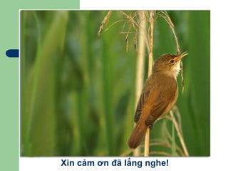 Xin cảm ơn đã lắng nghe!
 