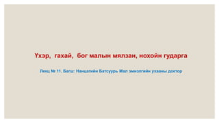 Үхэр, гахай, бог малын мялзан, нохойн гударга
Лекц № 11. Багш: Нанцагийн Батсуурь Мал эмнэлгийн ухааны доктор
 