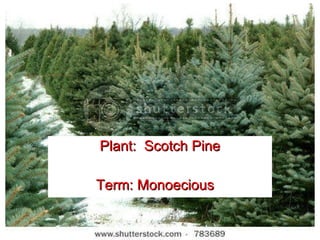 Introduction to Horticulture Plant:  Scotch Pine Term: Monoecious 