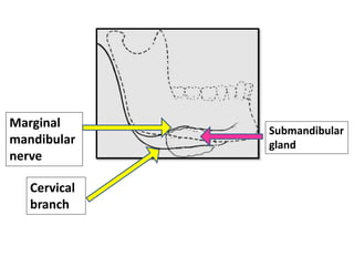 Marginal
mandibular
nerve
Cervical
branch
Submandibular
gland
 