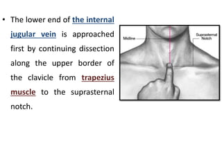 • The lower end of the internal
jugular vein is approached
first by continuing dissection
along the upper border of
the clavicle from trapezius
muscle to the suprasternal
notch.
 