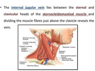 • The internal jugular vein lies between the sternal and
clavicular heads of the sternocleidomastiod muscle and
dividing the muscle fibres just above the clavicle reveals the
vein.
 