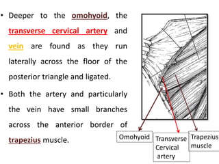 • Deeper to the omohyoid, the
transverse cervical artery and
vein are found as they run
laterally across the floor of the
posterior triangle and ligated.
• Both the artery and particularly
the vein have small branches
across the anterior border of
trapezius muscle. Omohyoid Transverse
Cervical
artery
Trapezius
muscle
 