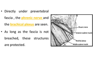 • Directly under prevertebral
fascia , the phrenic nerve and
the brachical plexus are seen.
• As long as the fascia is not
breached, these structures
are protected.
 