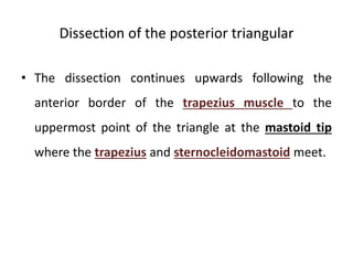 Dissection of the posterior triangular
• The dissection continues upwards following the
anterior border of the trapezius muscle to the
uppermost point of the triangle at the mastoid tip
where the trapezius and sternocleidomastoid meet.
 