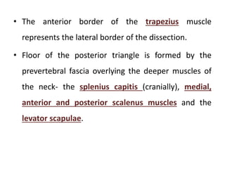 • The anterior border of the trapezius muscle
represents the lateral border of the dissection.
• Floor of the posterior triangle is formed by the
prevertebral fascia overlying the deeper muscles of
the neck- the splenius capitis (cranially), medial,
anterior and posterior scalenus muscles and the
levator scapulae.
 