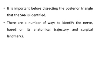 • It is important before dissecting the posterior triangle
that the SAN is identified.
• There are a number of ways to identify the nerve,
based on its anatomical trajectory and surgical
landmarks.
 