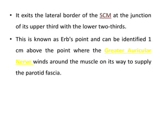 • It exits the lateral border of the SCM at the junction
of its upper third with the lower two-thirds.
• This is known as Erb's point and can be identified 1
cm above the point where the Greater Auricular
Nerve winds around the muscle on its way to supply
the parotid fascia.
 