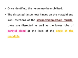 • Once identified, the nerve may be mobilized.
• The dissected tissue now hinges on the mastoid and
skin insertions of the sternocleidomastoid muscle;
these are dissected as well as the lower lobe of
parotid gland at the level of the angle of the
mandible.
 