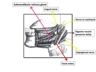 Submandibular salivary gland
Lingual nerve
Nerve to mylohyoid
Digastric muscle
(posterior belly)
Hypoglossal nerve
Facial artery
 