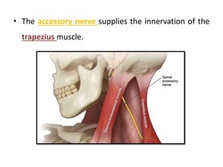 • The accessory nerve supplies the innervation of the
trapezius muscle.
 