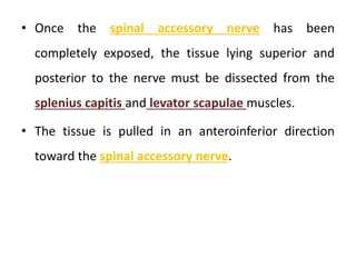 • Once the spinal accessory nerve has been
completely exposed, the tissue lying superior and
posterior to the nerve must be dissected from the
splenius capitis and levator scapulae muscles.
• The tissue is pulled in an anteroinferior direction
toward the spinal accessory nerve.
 