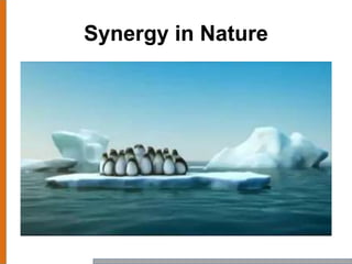 Synergy in Nature
 