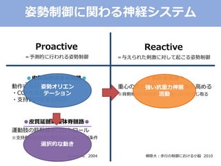 Proactive
＝予測的に行われる姿勢制御
Reactive
＝与えられた刺激に対して起こる姿勢制御
●皮質橋網様体脊髄路●
動作に先行して
・COPを変化
・支持側の安定を図る
●皮質延髄網様体脊髄路●
運動肢の筋緊張をコントロール
※支持側の安定化が図られていることが条件
●前庭脊髄路●
重心の変化に対して伸展活動を高める
※背側脊髄小脳路を介して重心変化を感じ取る
Schepens 2004 柳原大：歩行の制御における小脳 2010
姿勢オリエン
テーション
選択的な動き
強い抗重力伸展
活動
姿勢制御に関わる神経システム
 