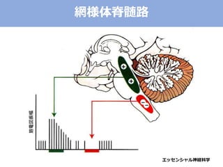エッセンシャル神経科学
網様体脊髄路
 