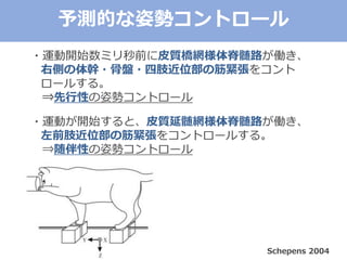 Schepens 2004
・運動開始数ミリ秒前に皮質橋網様体脊髄路が働き、
右側の体幹・骨盤・四肢近位部の筋緊張をコント
ロールする。
⇒先行性の姿勢コントロール
・運動が開始すると、皮質延髄網様体脊髄路が働き、
左前肢近位部の筋緊張をコントロールする。
⇒随伴性の姿勢コントロール
予測的な姿勢コントロール
 