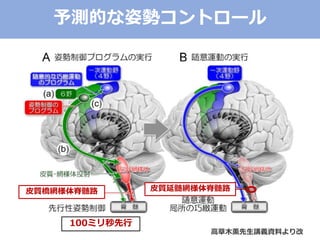 高草木薫先生講義資料より改
皮質橋網様体脊髄路 皮質延髄網様体脊髄路
100ミリ秒先行
予測的な姿勢コントロール
 