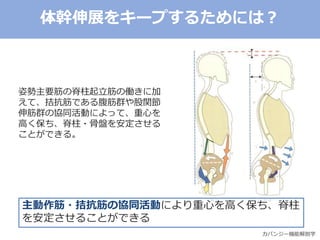 姿勢主要筋の脊柱起立筋の働きに加
えて、拮抗筋である腹筋群や股関節
伸筋群の協同活動によって、重心を
高く保ち、脊柱・骨盤を安定させる
ことができる。
主動作筋・拮抗筋の協同活動により重心を高く保ち、脊柱
を安定させることができる
体幹伸展をキープするためには？
カパンジー機能解剖学
 