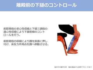 脳卒中の動作分析 臨床推論から治療アプローチまで
前脛骨筋の求心性収縮と下腿三頭筋の
遠心性収縮により下腿前傾のコント
ロールを行う。
前脛骨筋の収縮により踵を床面に押し
付け、床反力作用点を踵へ移動させる。
離殿前の下腿のコントロール
 