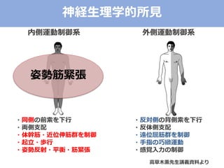 内側運動制御系 外側運動制御系
・同側の前索を下行
・両側支配
・体幹筋・近位伸筋群を制御
・起立・歩行
・姿勢反射・平衡・筋緊張
・反対側の背側索を下行
・反体側支配
・遠位屈筋群を制御
・手指の巧緻運動
・感覚入力の制御
高草木薫先生講義資料より
神経生理学的所見
姿勢筋緊張
 