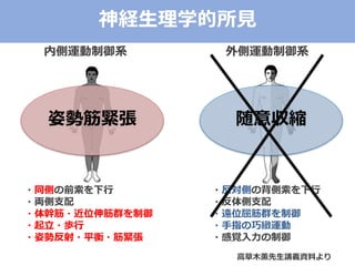 内側運動制御系 外側運動制御系
・同側の前索を下行
・両側支配
・体幹筋・近位伸筋群を制御
・起立・歩行
・姿勢反射・平衡・筋緊張
・反対側の背側索を下行
・反体側支配
・遠位屈筋群を制御
・手指の巧緻運動
・感覚入力の制御
高草木薫先生講義資料より
神経生理学的所見
姿勢筋緊張 随意収縮
 