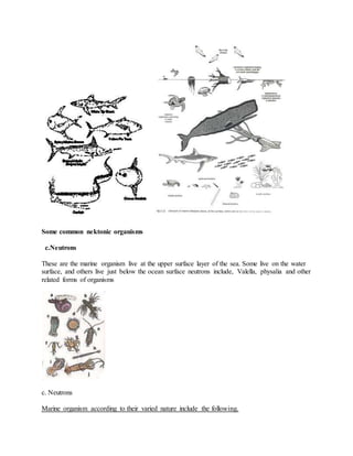 Some common nektonic organisms
c.Neutrons
These are the marine organism live at the upper surface layer of the sea. Some live on the water
surface, and others live just below the ocean surface neutrons include, Valella, physalia and other
related forms of organisms
c. Neutrons
Marine organism according to their varied nature include the following.
 