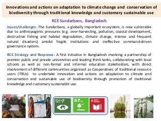 Innovations and actions on adaptation to climate change and conservation of
biodiversity through traditional knowledge and customary sustainable use
RCE Sundarbans, Bangladesh
Issues/challenges: The Sundarbans, a globally important ecosystem, is now vulnerable
due to anthropogenic pressures (e.g. over-harvesting, pollution, coastal development,
destructive fishing and habitat degradation, climate change, intense and frequent
natural disasters) amidst fragile institutions and ineffective command-driven
governance system.
RCE Strategy and Response: A first initiative in Bangladesh involving a partnership of
premier public and private universities and leading think-tanks, collaborating with local
schools as well as non-formal and informal education stakeholders, with direct
involvement of different communities organised as Cooperatives of traditional resource
users (TRUs) to undertake innovation and actions on adaptation to climate and
conservation and sustainable use of biodiversity through promotion of traditional
knowledge and customary sustainable use.
 
