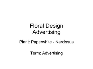 Floral Design Advertising Plant: Paperwhite - Narcissus Term: Advertising 