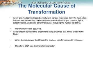 Lesson Overview             Identifying the Substance of Genes
             The Molecular Cause of
                 Transformation
      – Avery and his team extracted a mixture of various molecules from the heat-killed
        bacteria and treated this mixture with enzymes that destroyed proteins, lipids,
        carbohydrates, and some other molecules, including the nucleic acid RNA.

      –  Transformation still occurred.
      – Avery’s team repeated the experiment using enzymes that would break down
        DNA.

      –    When they destroyed the DNA in the mixture, transformation did not occur.

      –    Therefore, DNA was the transforming factor.
 