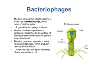 Bacteriophages
– The kind of virus that infects bacteria is
  known as a bacteriophage, which
  means “bacteria eater.”
–   A typical bacteriophage is shown.
– When a bacteriophage enters a
  bacterium, it attaches to the surface of
  the bacterial cell and injects its genetic
  information into it.
– The viral genes act to produce many
  new bacteriophages, which gradually
  destroy the bacterium.
–   When the cell splits open, hundreds
  of new viruses burst out.
 