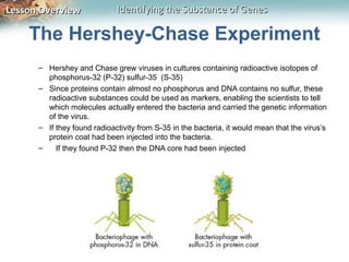 Lesson Overview              Identifying the Substance of Genes

    The Hershey-Chase Experiment
      – Hershey and Chase grew viruses in cultures containing radioactive isotopes of
        phosphorus-32 (P-32) sulfur-35 (S-35)
      – Since proteins contain almost no phosphorus and DNA contains no sulfur, these
        radioactive substances could be used as markers, enabling the scientists to tell
        which molecules actually entered the bacteria and carried the genetic information
        of the virus.
      – If they found radioactivity from S-35 in the bacteria, it would mean that the virus’s
        protein coat had been injected into the bacteria.
      –    If they found P-32 then the DNA core had been injected
 