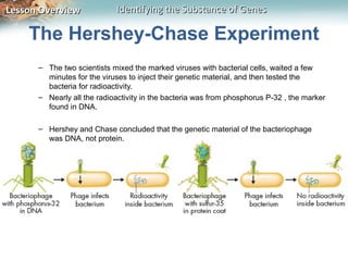 Lesson Overview             Identifying the Substance of Genes

    The Hershey-Chase Experiment
      – The two scientists mixed the marked viruses with bacterial cells, waited a few
        minutes for the viruses to inject their genetic material, and then tested the
        bacteria for radioactivity.
      – Nearly all the radioactivity in the bacteria was from phosphorus P-32 , the marker
        found in DNA.

      – Hershey and Chase concluded that the genetic material of the bacteriophage
        was DNA, not protein.
 
