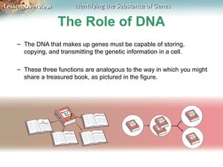 Lesson Overview          Identifying the Substance of Genes

                   The Role of DNA
    – The DNA that makes up genes must be capable of storing,
      copying, and transmitting the genetic information in a cell.

    – These three functions are analogous to the way in which you might
      share a treasured book, as pictured in the figure.
 