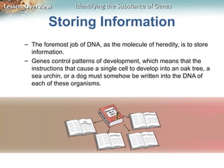 Lesson Overview          Identifying the Substance of Genes

               Storing Information
      – The foremost job of DNA, as the molecule of heredity, is to store
        information.
      – Genes control patterns of development, which means that the
        instructions that cause a single cell to develop into an oak tree, a
        sea urchin, or a dog must somehow be written into the DNA of
        each of these organisms.
 