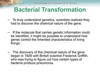 Lesson Overview       Identifying the Substance of Genes

        Bacterial Transformation
    – To truly understand genetics, scientists realized they
     had to discover the chemical nature of the gene.

    – If the molecule that carries genetic information could
     be identified, it might be possible to understand how
     genes control the inherited characteristics of living
     things.

    – The discovery of the chemical nature of the gene
     began in 1928 with British scientist Frederick Griffith,
     who was trying to figure out how certain types of
     bacteria produce pneumonia.
 