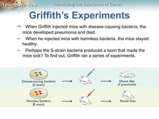 Lesson Overview        Identifying the Substance of Genes

           Griffith’s Experiments
      – When Griffith injected mice with disease-causing bacteria, the
       mice developed pneumonia and died.
      – When he injected mice with harmless bacteria, the mice stayed
       healthy.
      – Perhaps the S-strain bacteria produced a toxin that made the
       mice sick? To find out, Griffith ran a series of experiments.
 