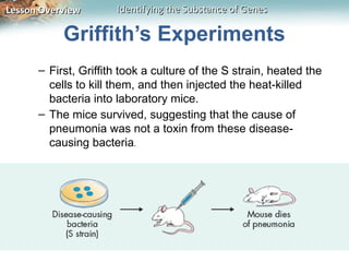Lesson Overview       Identifying the Substance of Genes

           Griffith’s Experiments
      – First, Griffith took a culture of the S strain, heated the
        cells to kill them, and then injected the heat-killed
        bacteria into laboratory mice.
      – The mice survived, suggesting that the cause of
        pneumonia was not a toxin from these disease-
        causing bacteria.
 