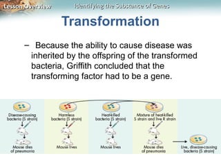 Lesson Overview    Identifying the Substance of Genes

                  Transformation
      – Because the ability to cause disease was
       inherited by the offspring of the transformed
       bacteria, Griffith concluded that the
       transforming factor had to be a gene.
 